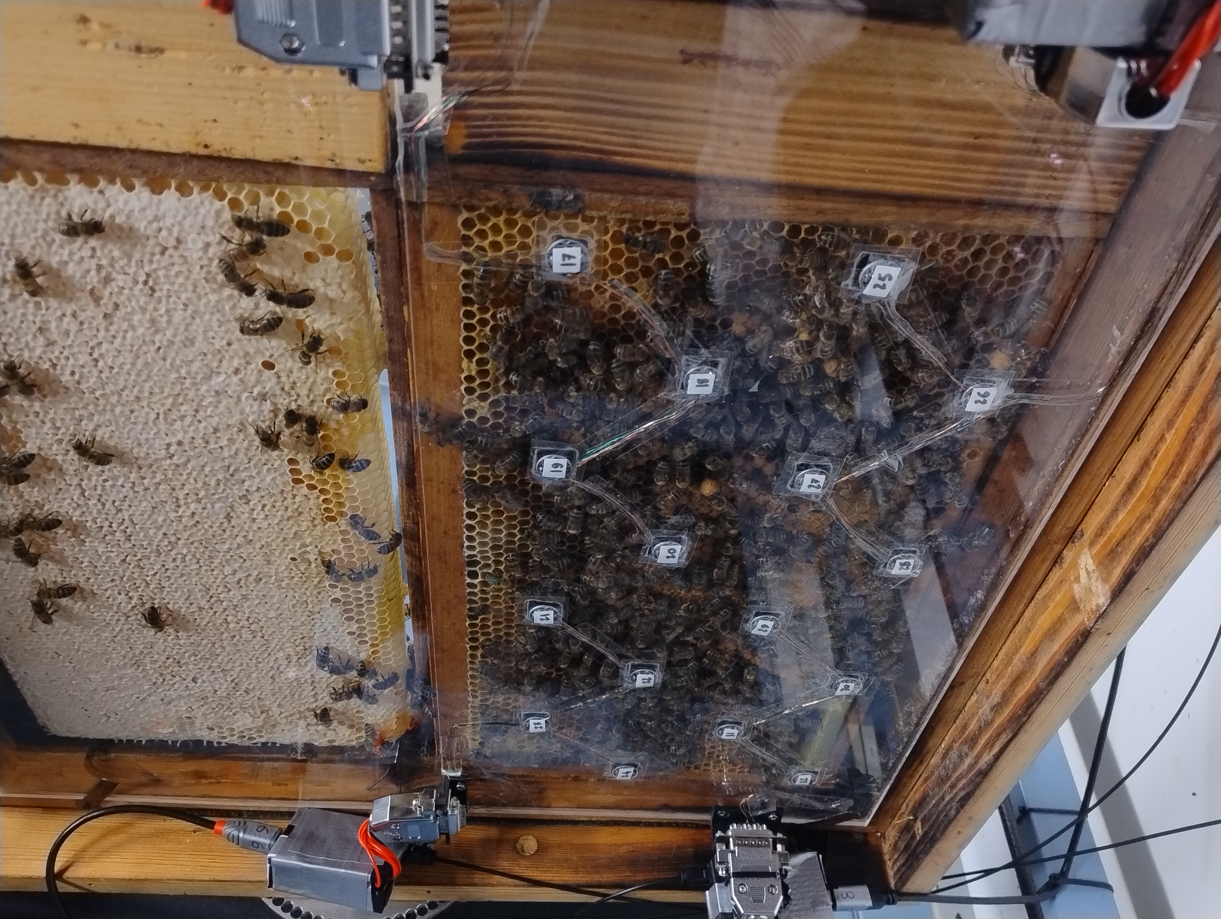 Bee hive with microphone array